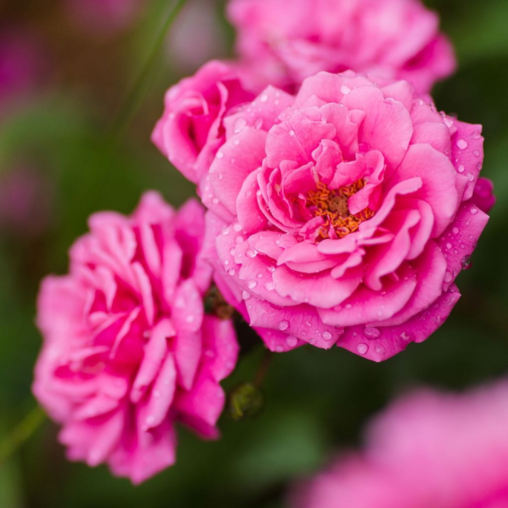 Rosa x wichuraiana 'Excelsa'