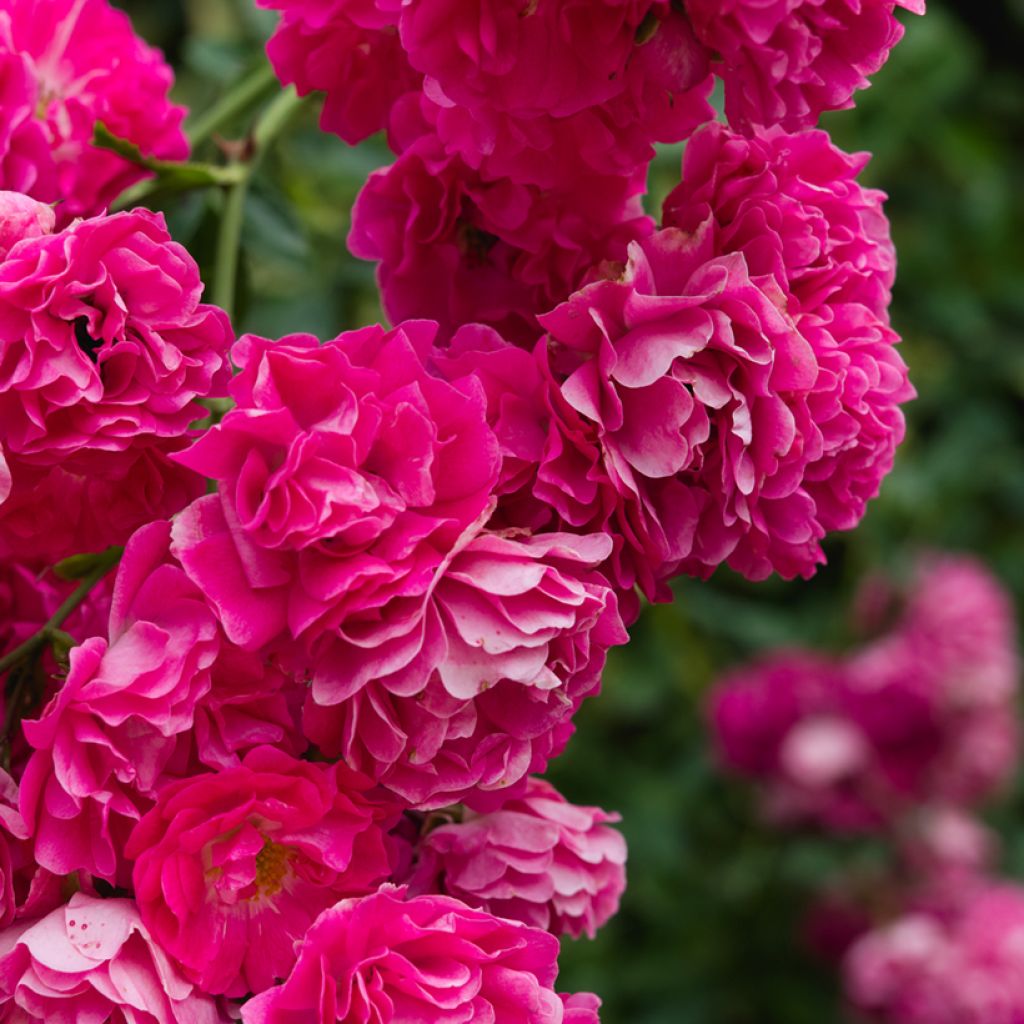 Rosa x wichuraiana 'Excelsa'