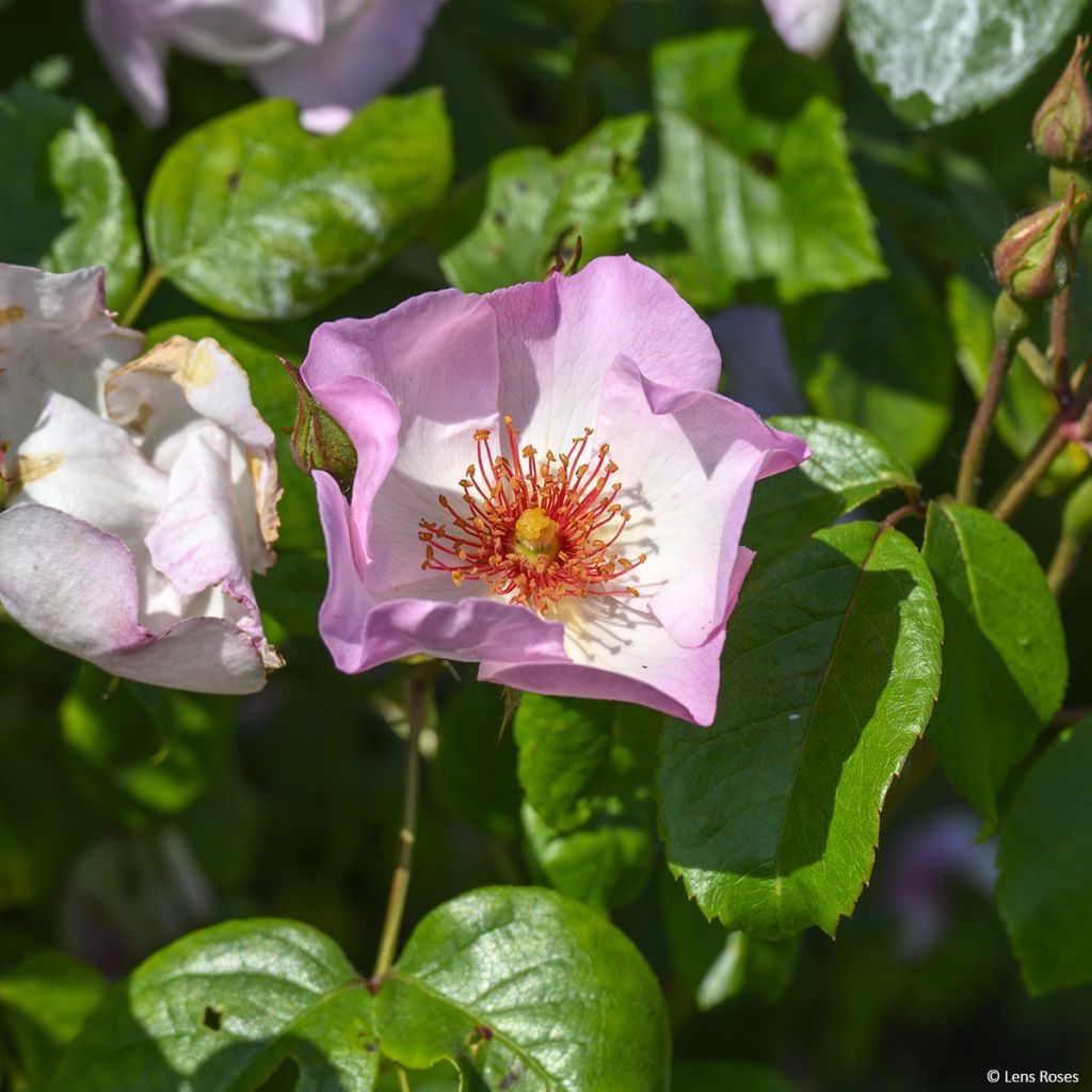 Rosa 'Sourire d'Isabelle' - Climbing Rose