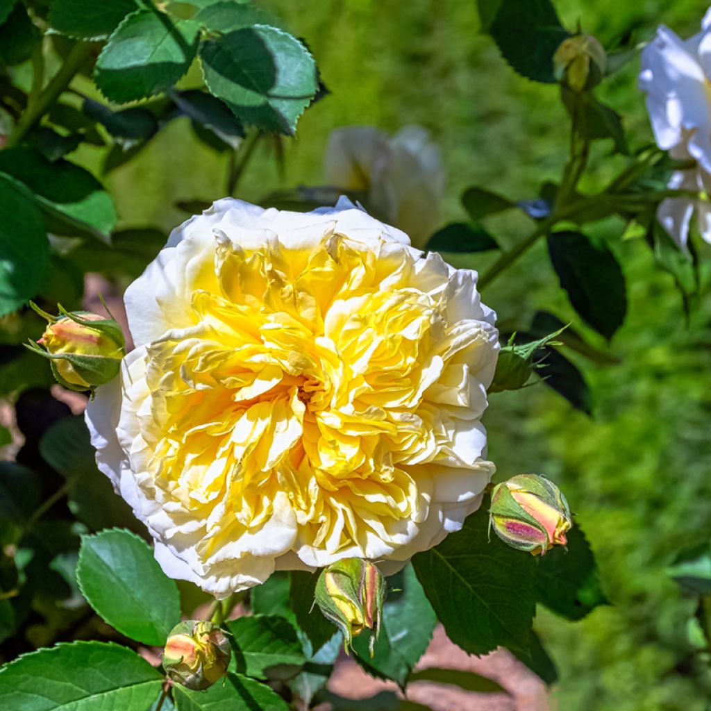 Rosa x wichuraiana Albéric Barbier - Climbing Rose