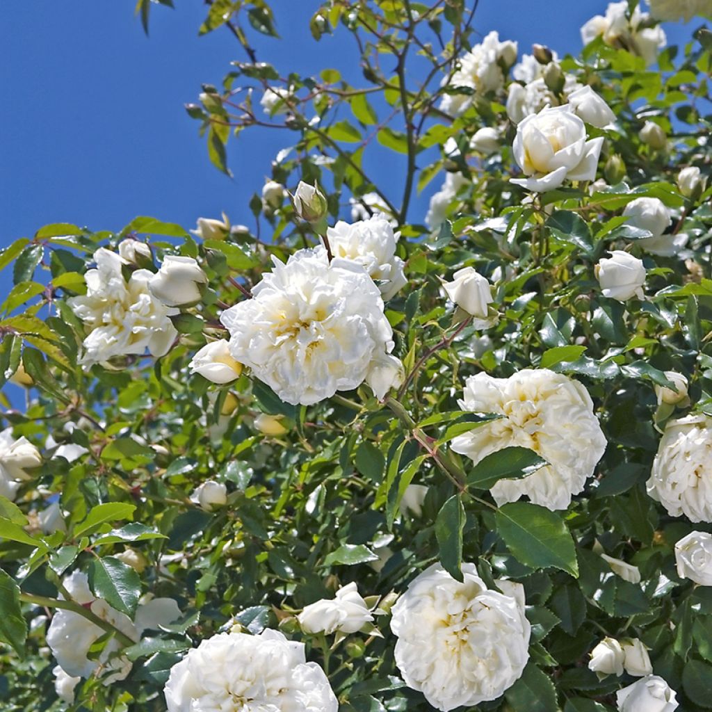 Rosa x wichuraiana Albéric Barbier - Climbing Rose