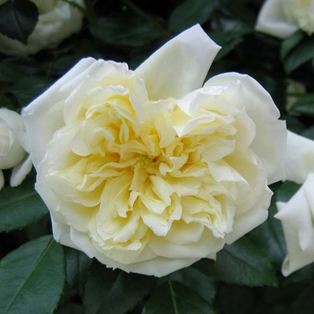 Rosa x wichuraiana Albéric Barbier - Climbing Rose
