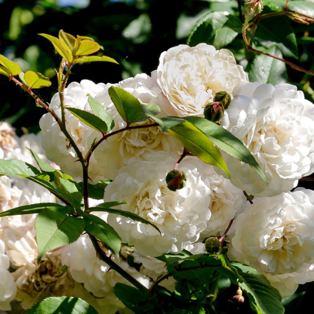 Rosa Felicité et Perpétue - Climbing Rose