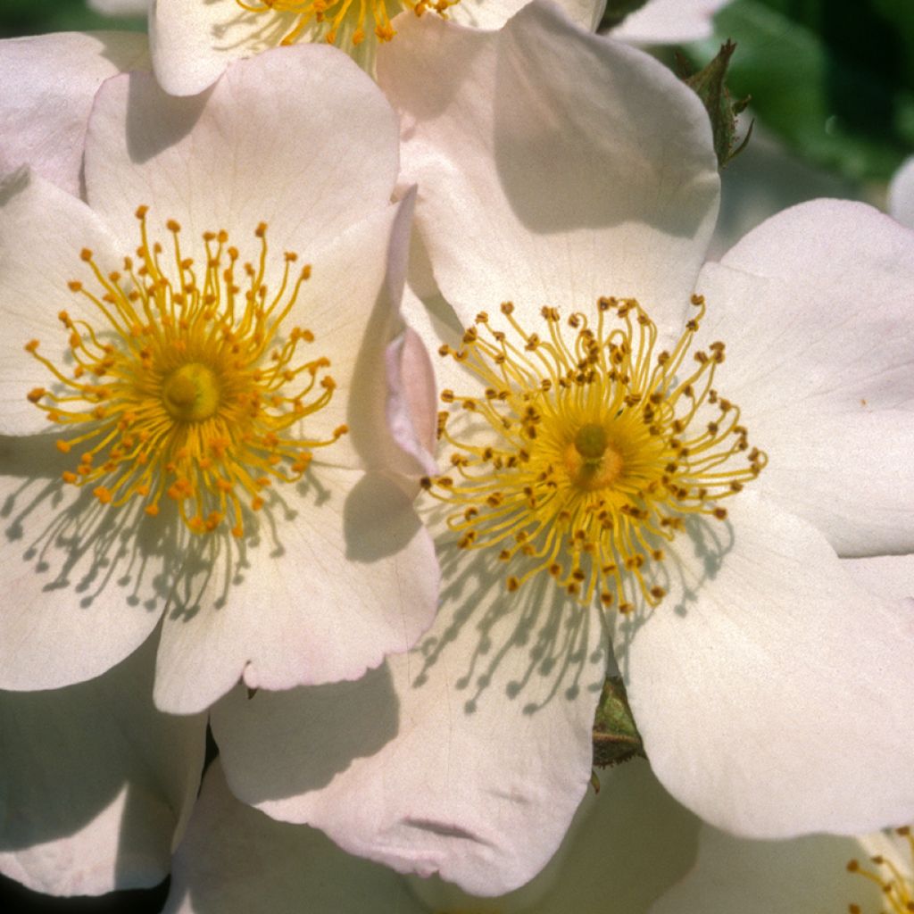 Rosa x moschata Francis E Lester - Musk Rose