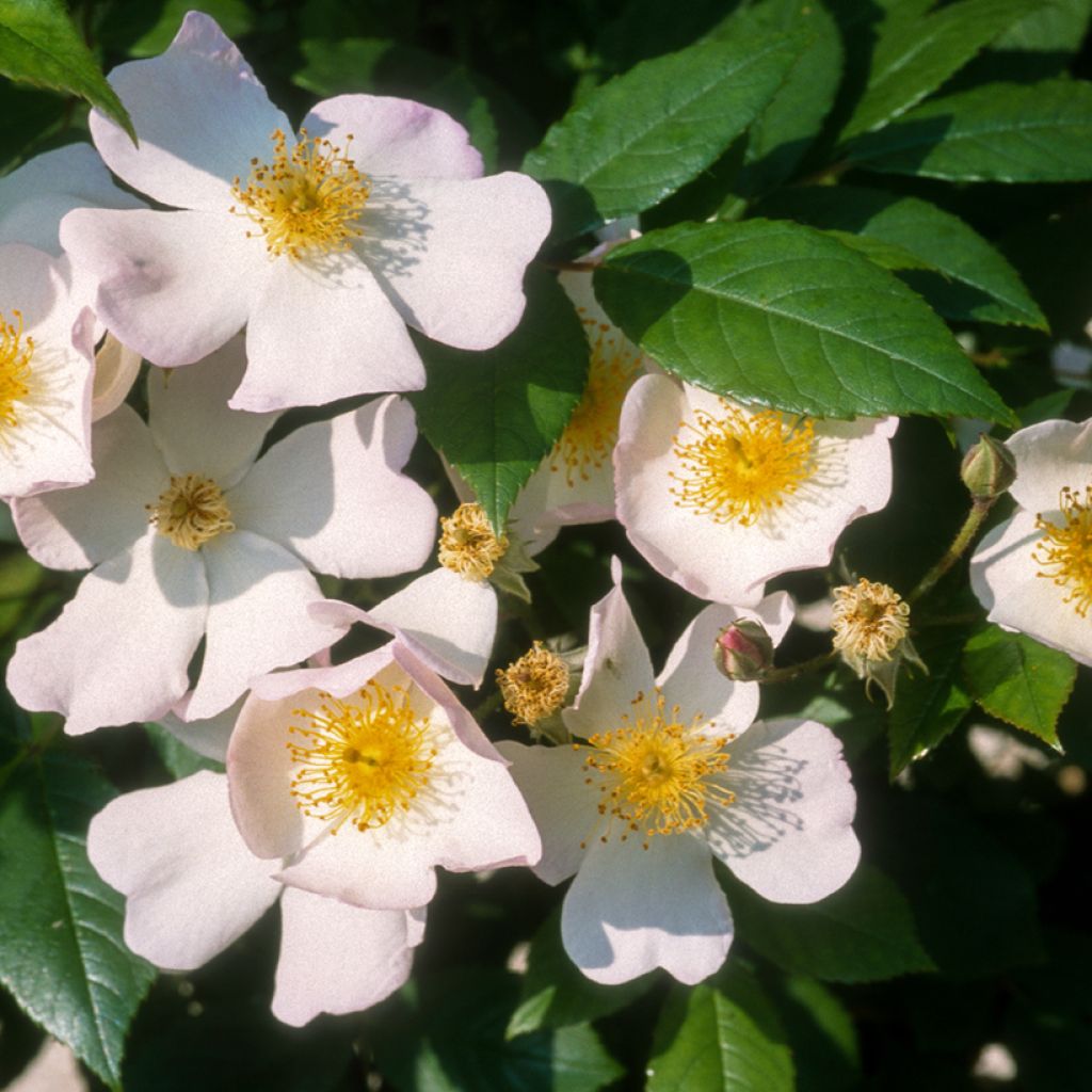 Rosa x moschata Francis E Lester - Musk Rose