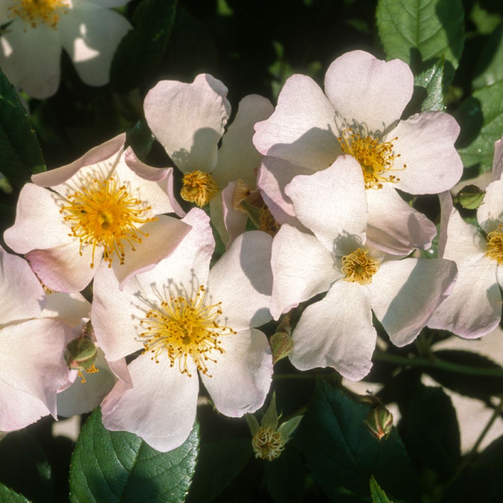 Rosa x moschata Francis E Lester - Musk Rose