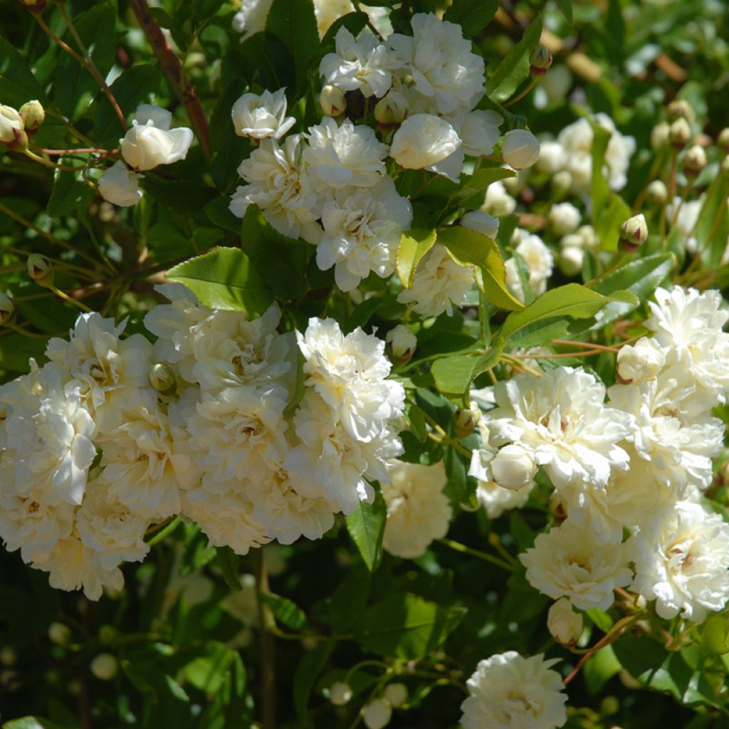 Rosa x moschata 'Paul's Himalayan Musk' - Rambling Rose