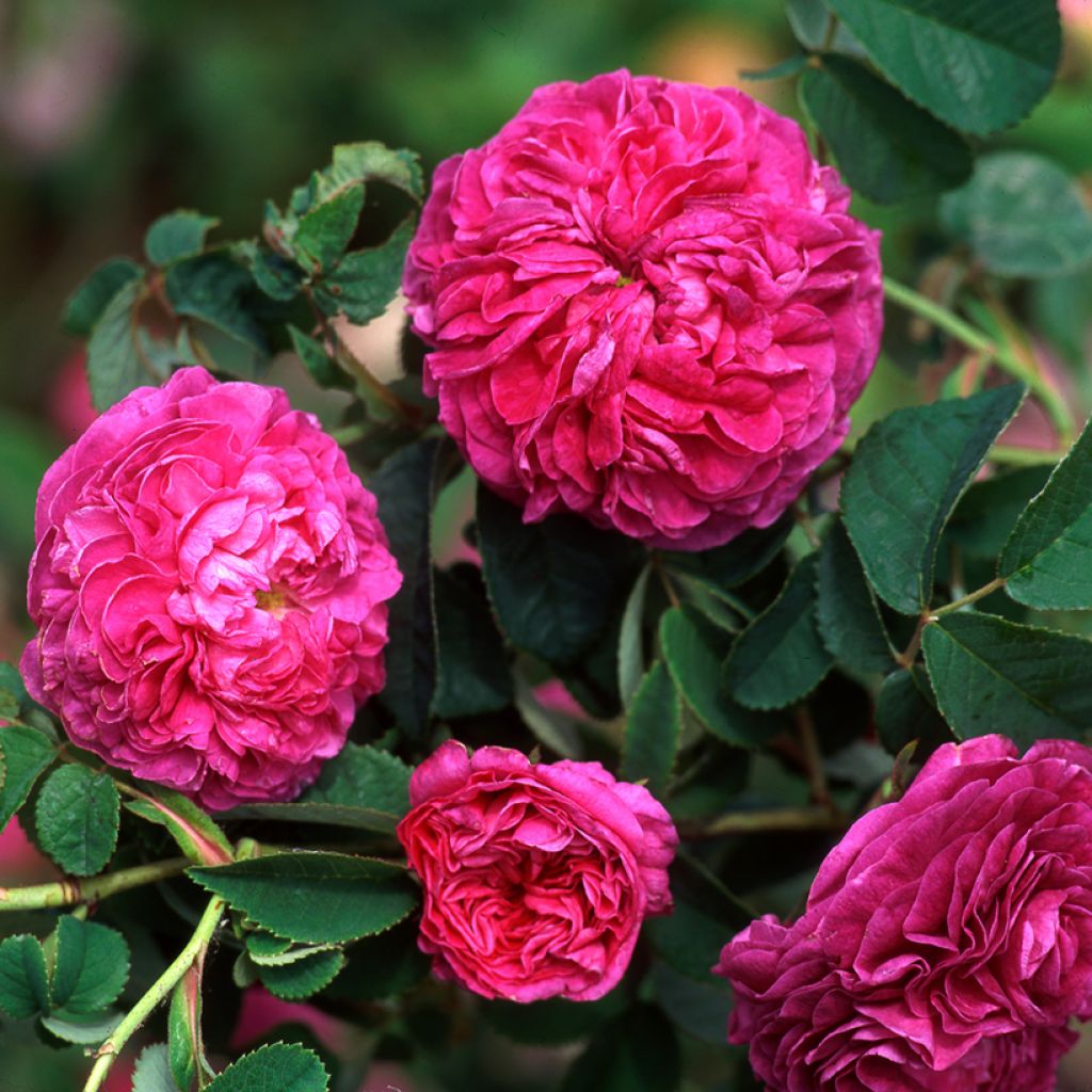 Rosa banksiae Purezza (The Pearl)