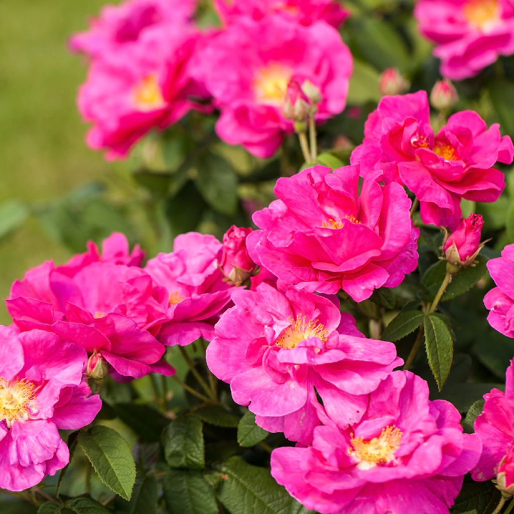 Rosa banksiae Purezza (The Pearl)