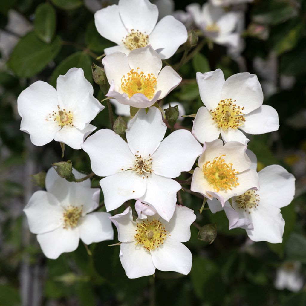 Rosa filipes 'Kiftsgate' - Rambling Rose