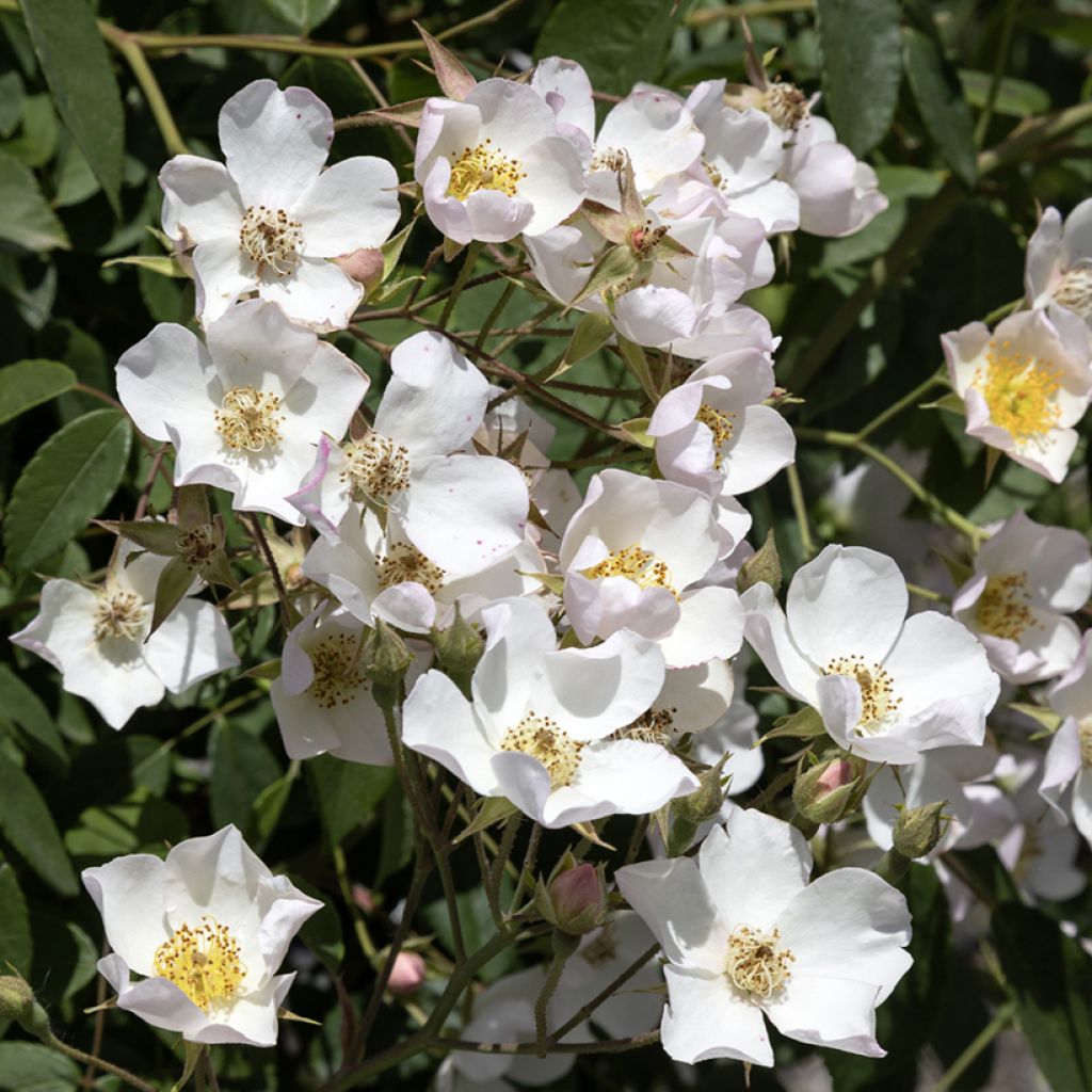 Rosa filipes 'Kiftsgate' - Rambling Rose