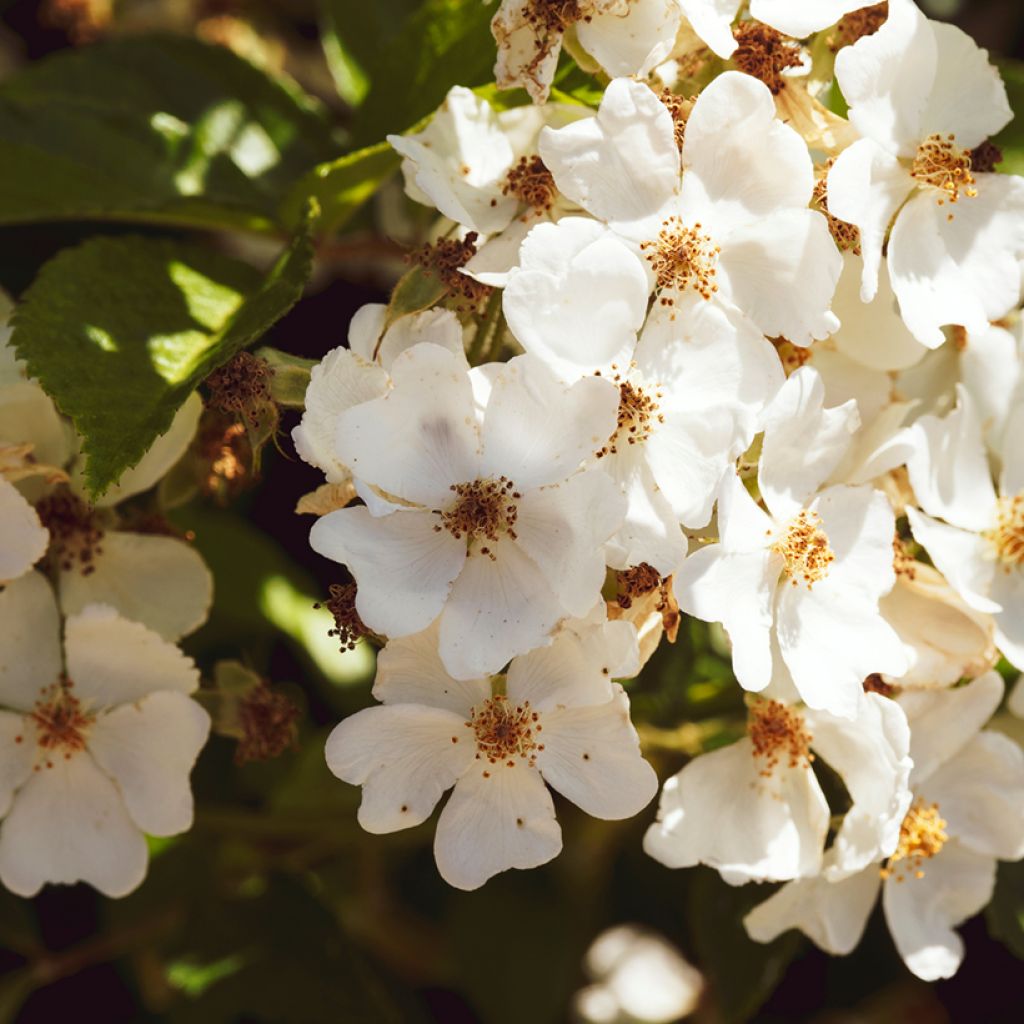 Rosa filipes 'Kiftsgate' - Rambling Rose