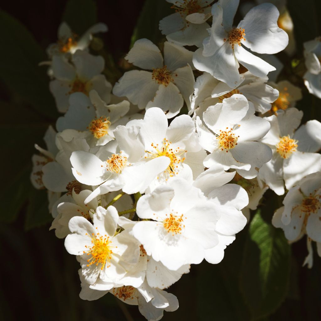 Rosa filipes 'Kiftsgate' - Rambling Rose