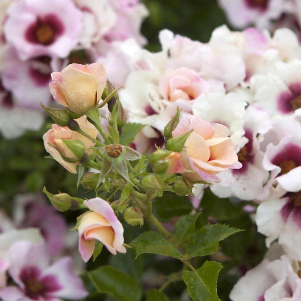 Rosa Aria Babylon Eyes - Miniature Persian Rose