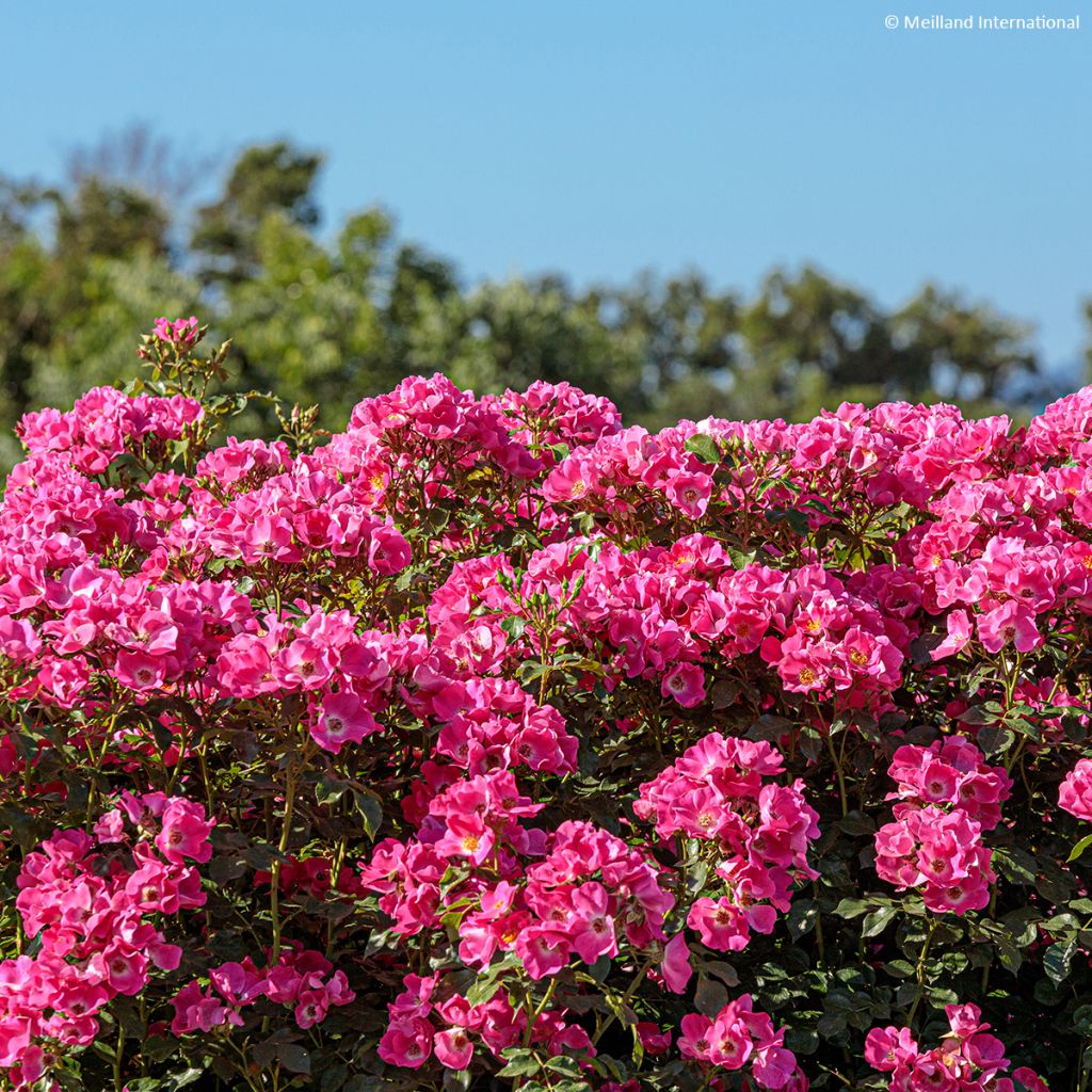 Rosa x polyantha Friendly 'Purple Meicosme' - Polyantha Rose