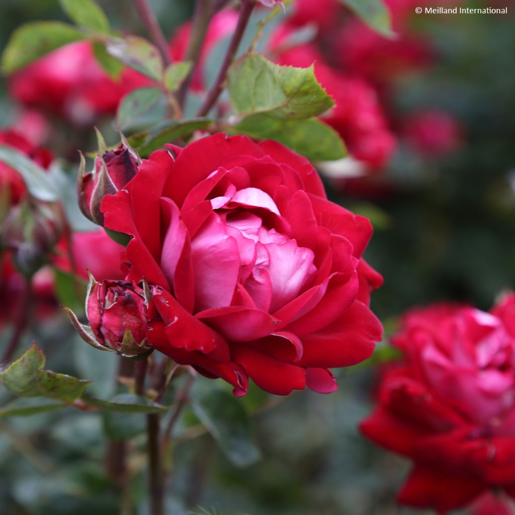 Rosa x floribunda 'Belle de Grasse'  Street Colours - Floribunda Rose