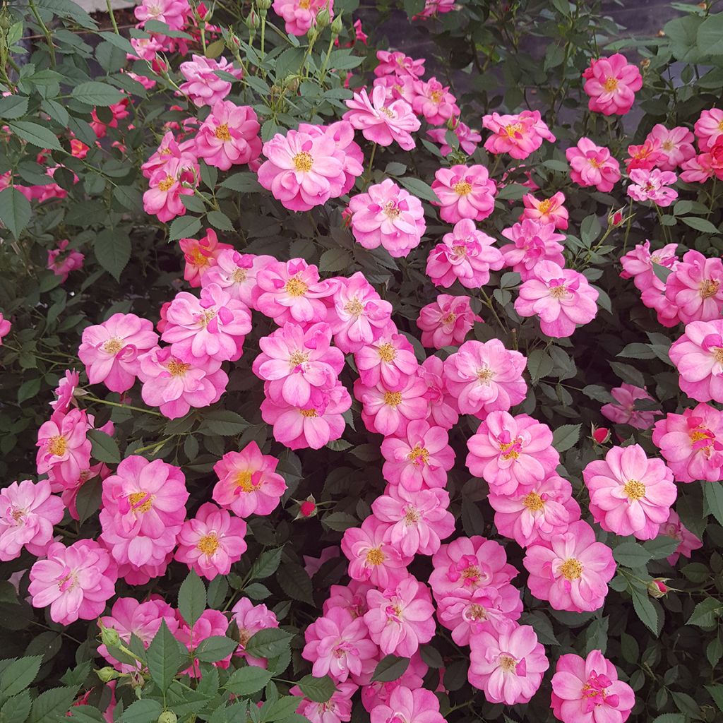 Rosa floribunda - Jolie Provence