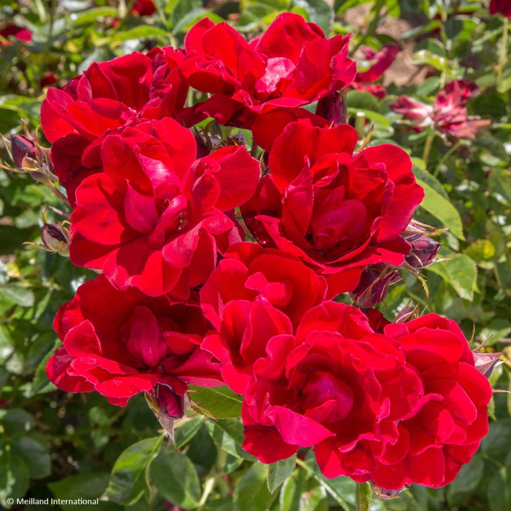 Rosa x floribunda 'Moulin Rouge' - Street Colours Floribunda Rose