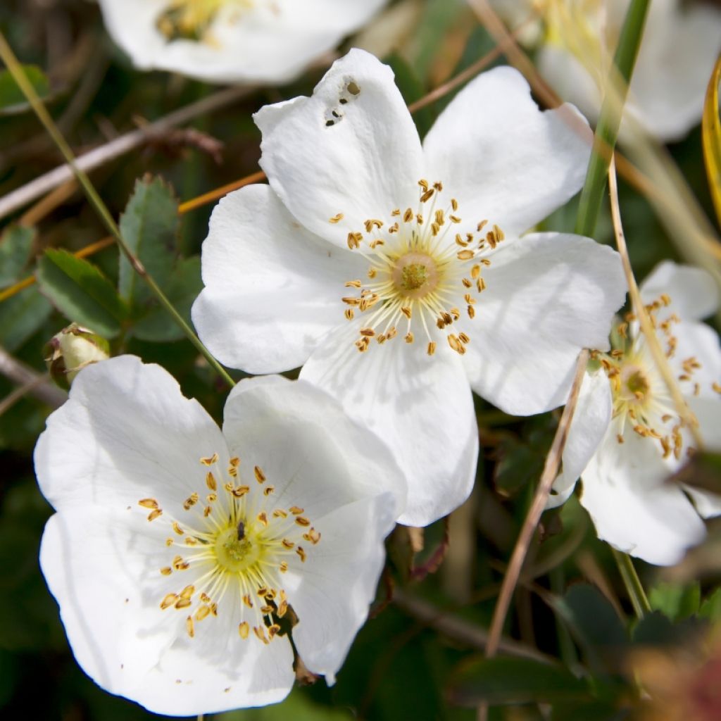 Rosa pimpinellifolia