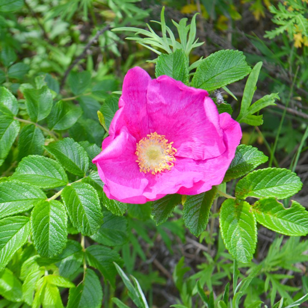 Rosa x rugosa 'Fru Dagmar Hastrup' - Rugosa Rose