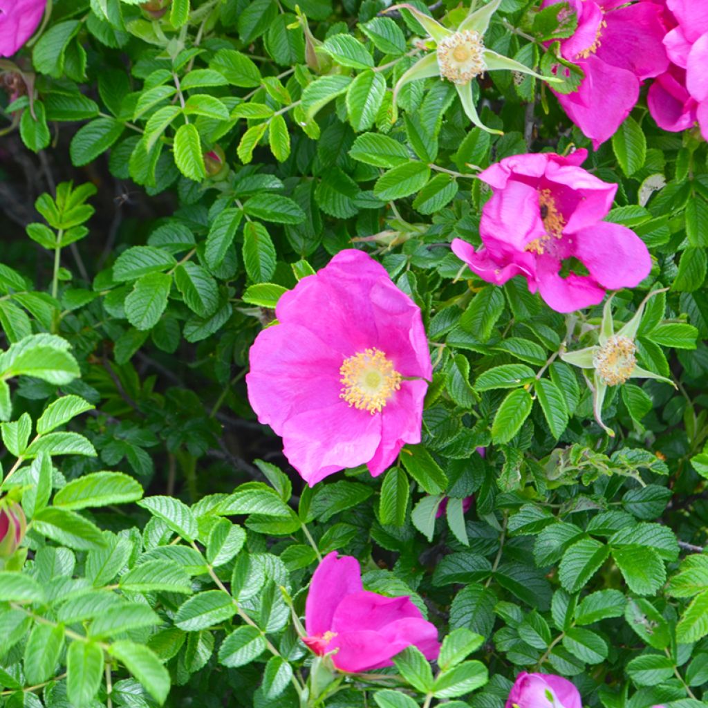 Rosa x rugosa 'Fru Dagmar Hastrup' - Rugosa Rose