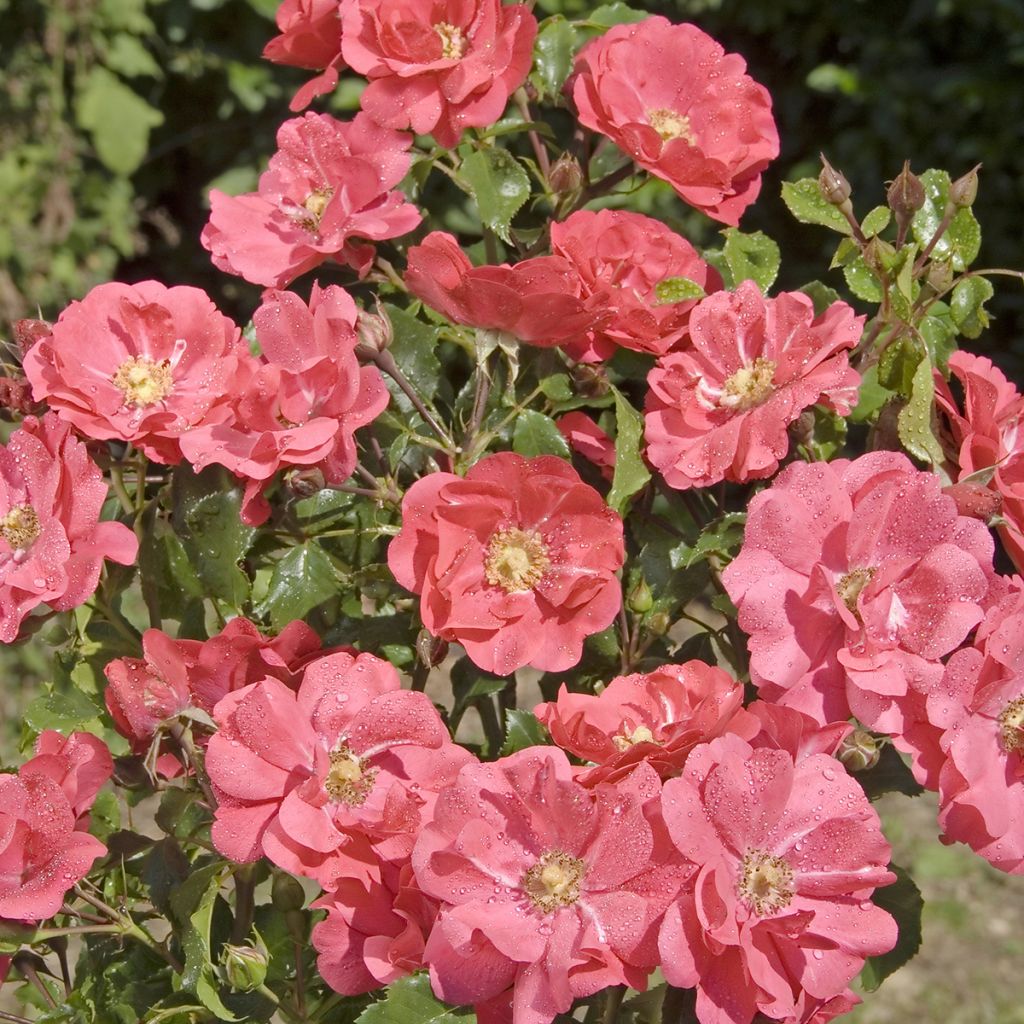 Rosa x floribunda PATIO ROSE Xenia - Floribunda Rose