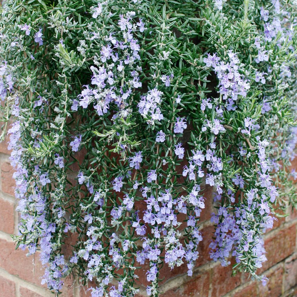 Rosmarinus officinalis Blue Cascade