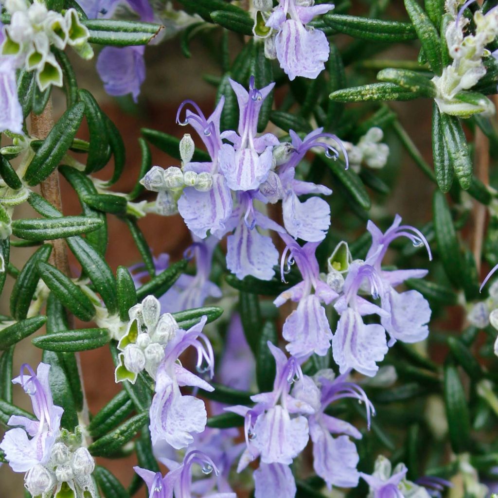 Rosmarinus officinalis Blue Cascade