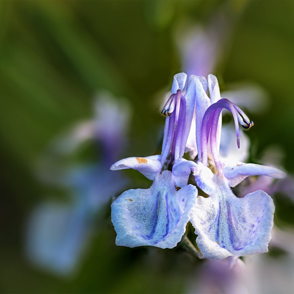 Rosmarinus officinalis Miss Jessopps Upright