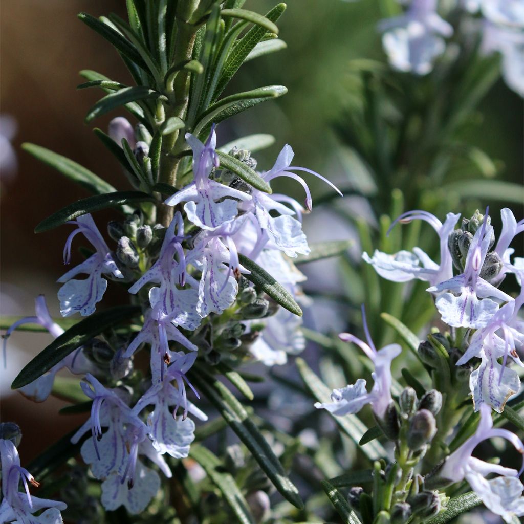 Rosmarinus officinalis Miss Jessopps Upright