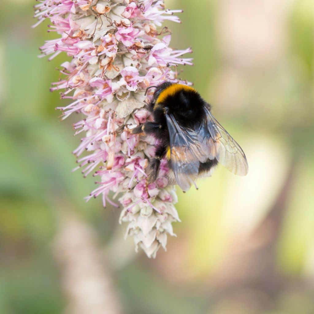 Rostrinucula dependens  - Tree Mint