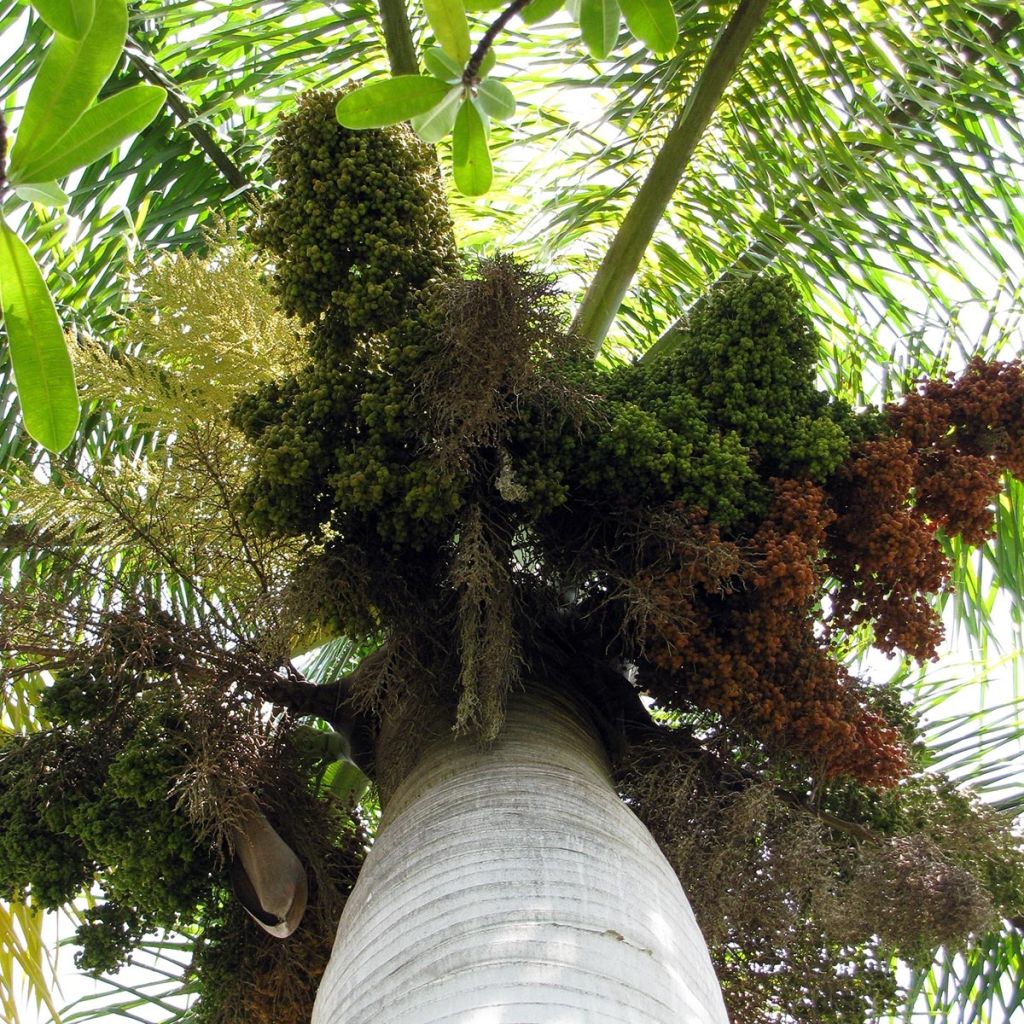 Roystonea regia - Palmier royal de Cuba