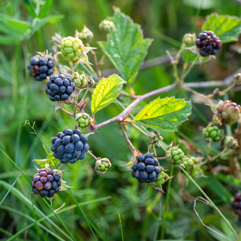 Rubus caesius - European dewberry