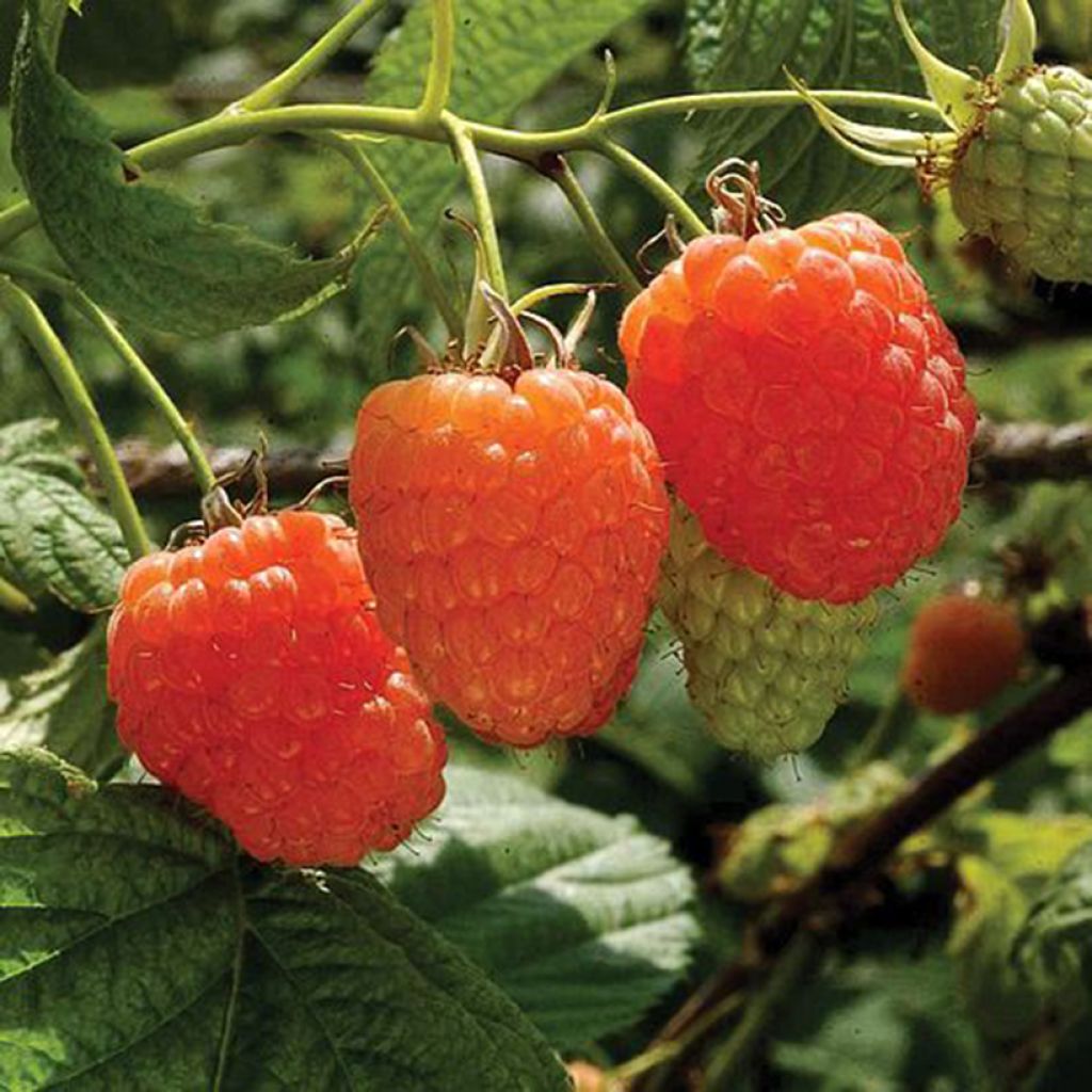 Raspberry Valentina - Rubus idaeus