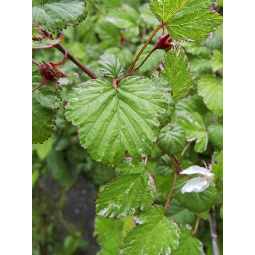 Rubus microphyllus Variegatus
