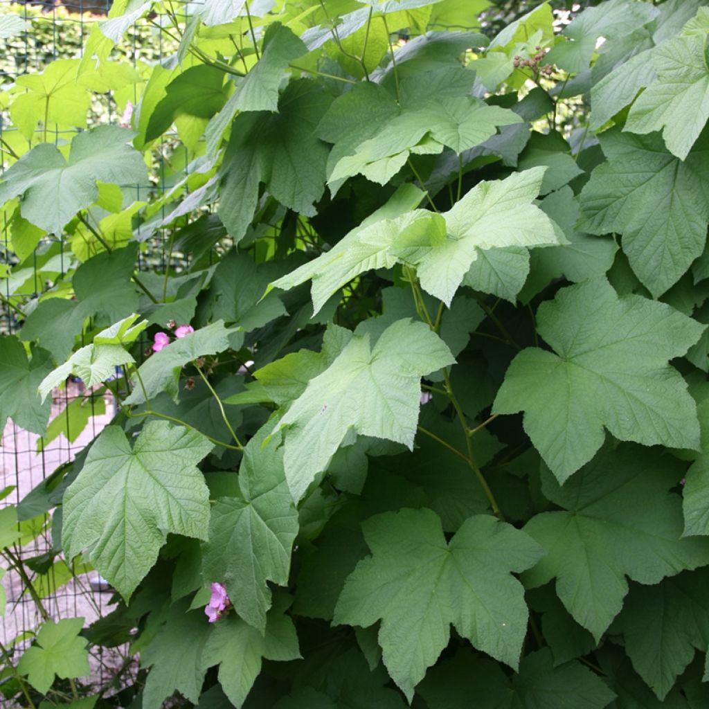 Rubus odoratus