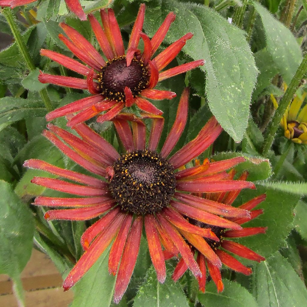 Rudbeckia hirta Summerina Electra Shock