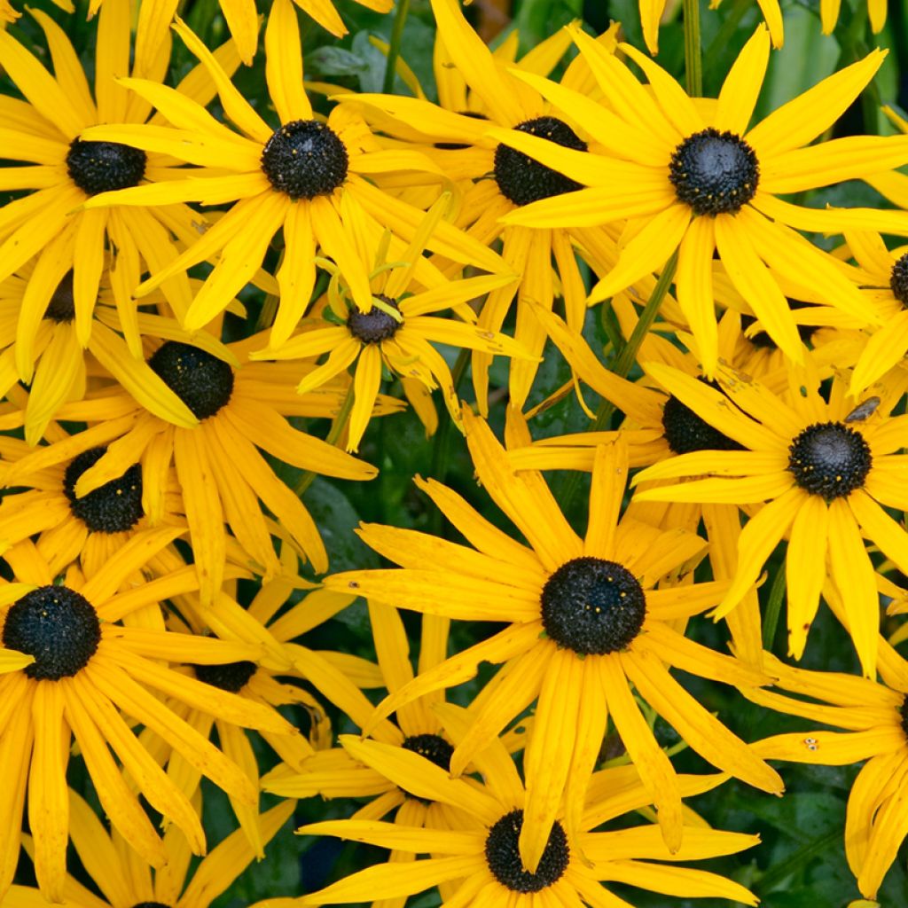 Rudbeckia fulgida Goldsturm