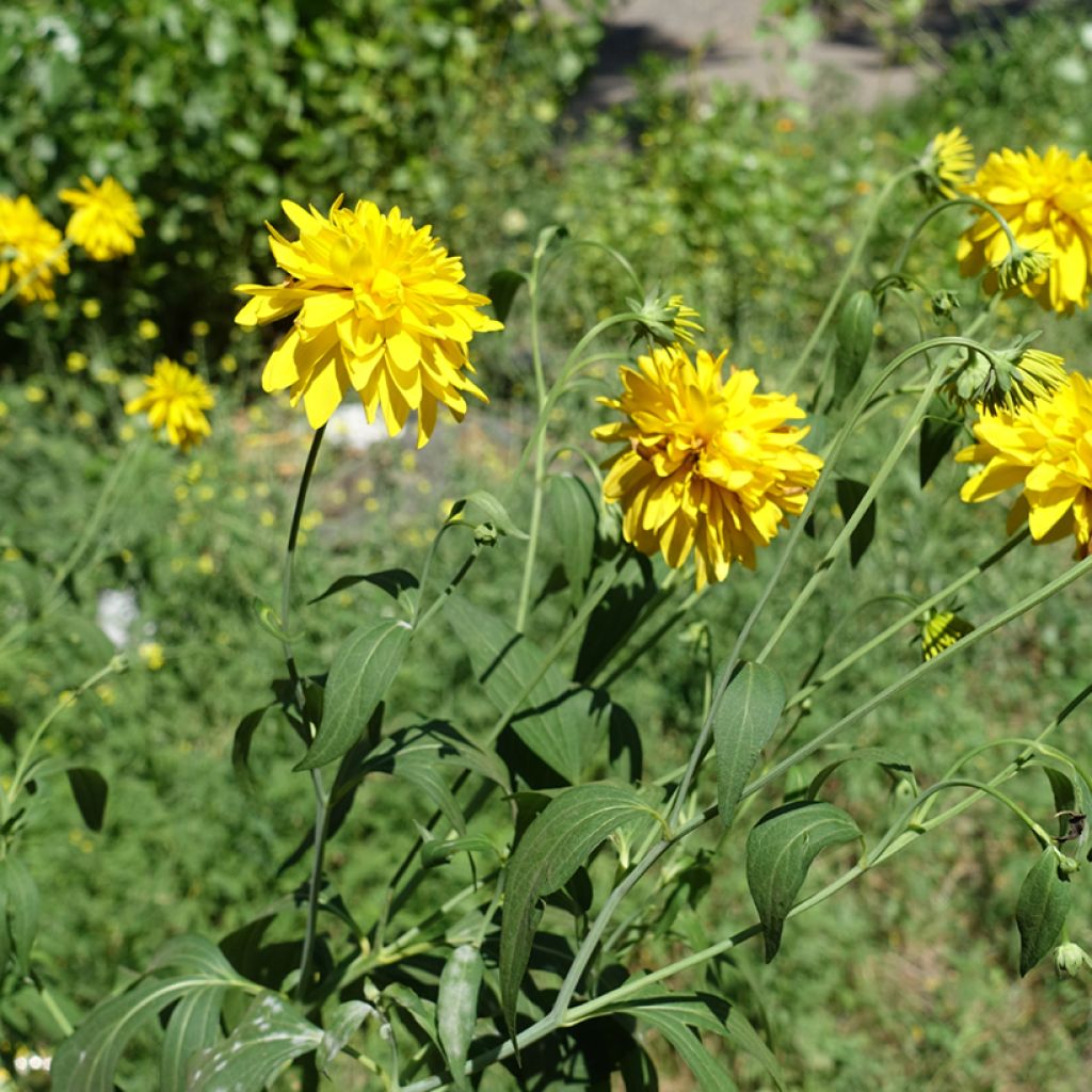 Rudbeckia laciniata 'Goldquelle'