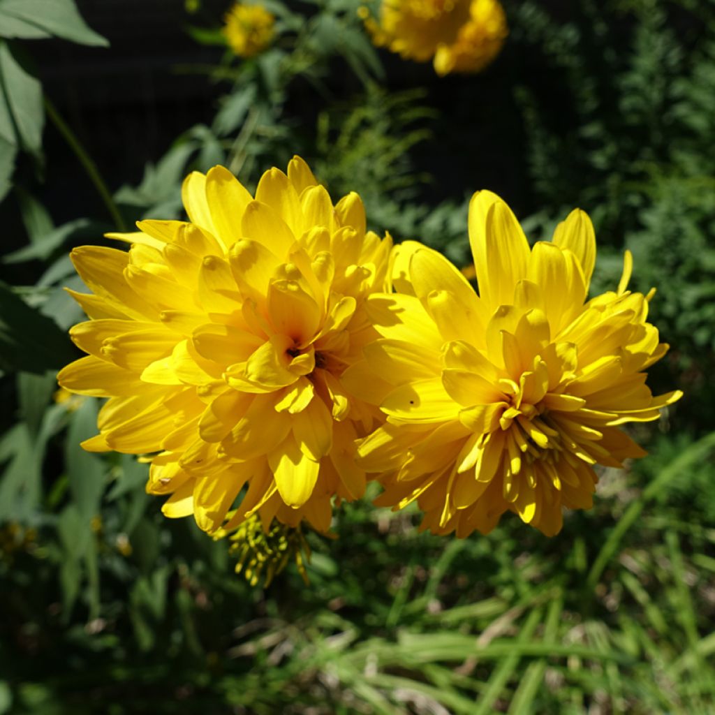 Rudbeckia laciniata 'Goldquelle'