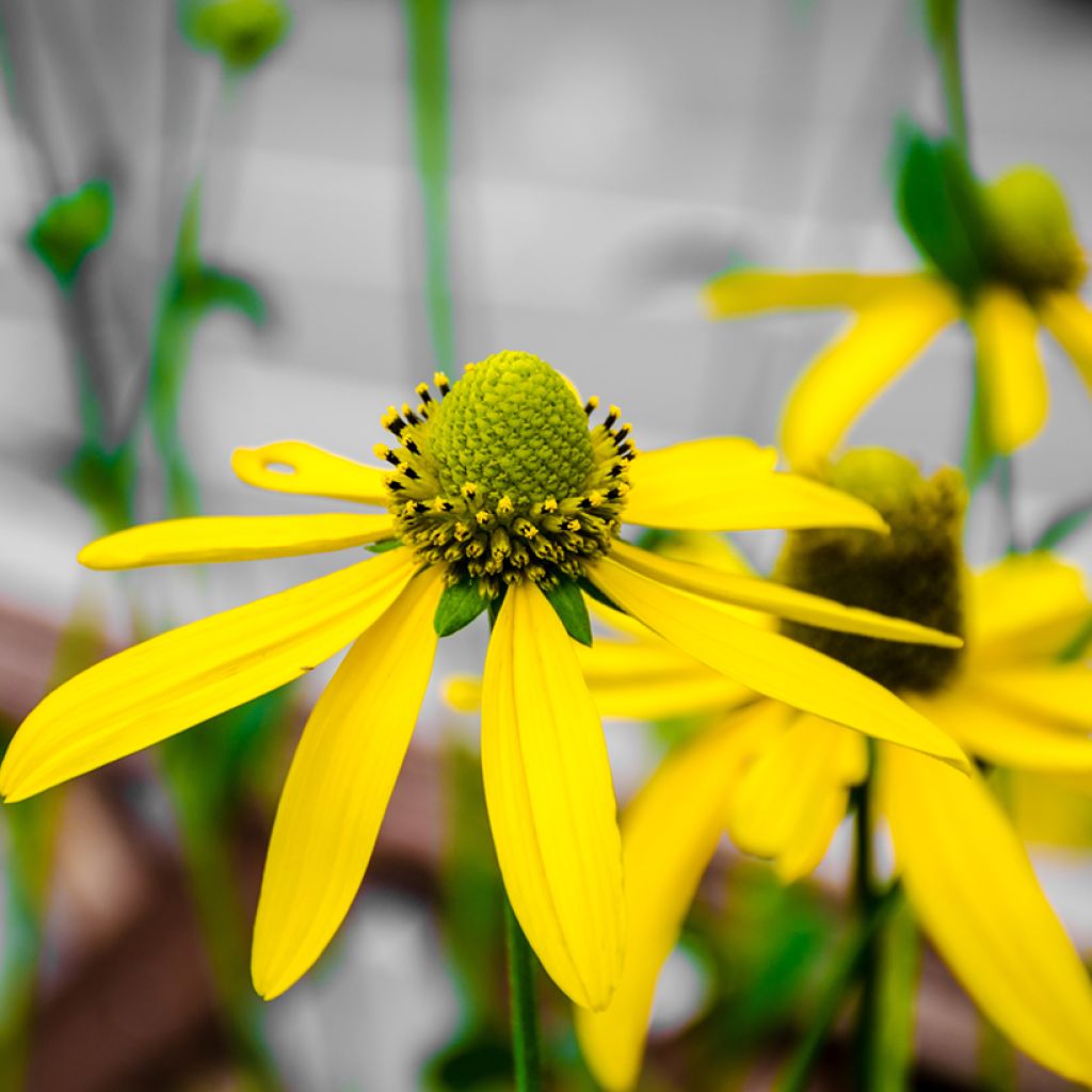 Rudbeckia nitida Herbstsonne