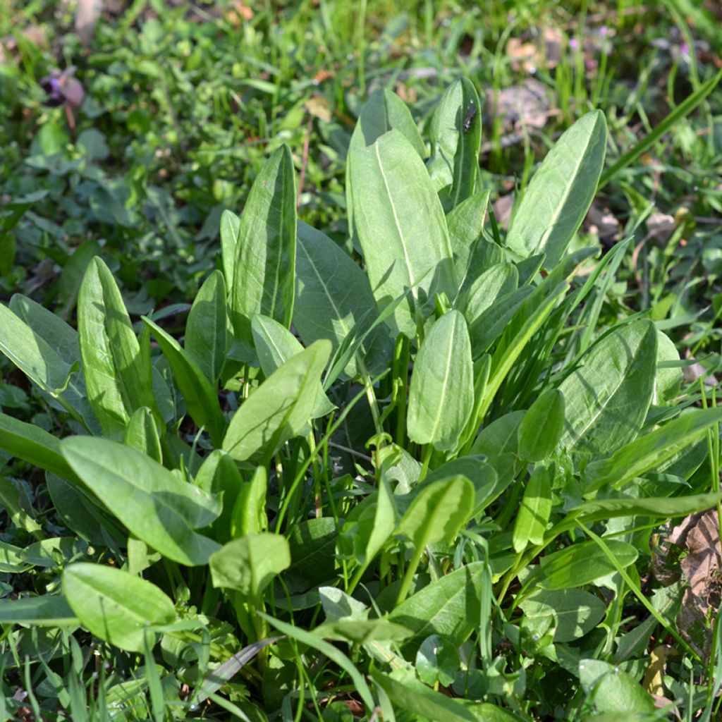 Rumex acetosa