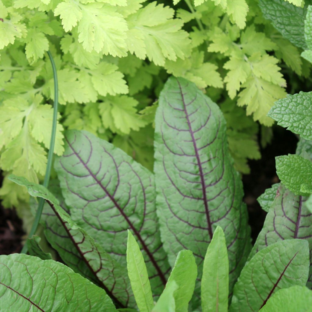 Organic Blood Sorrel (Purple Sorrel) - Ferme de Sainte Marthe seeds