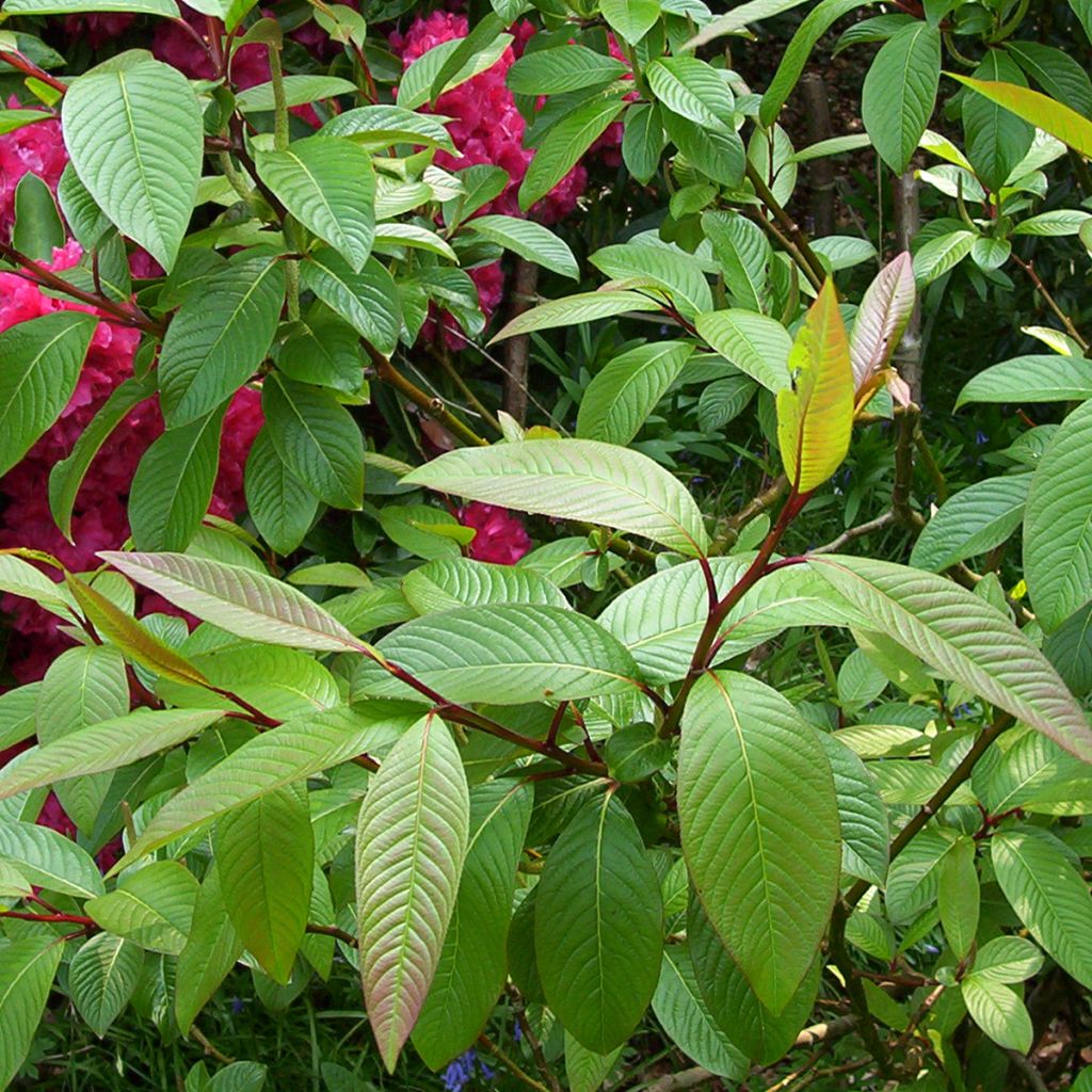 Salix moupinensis 