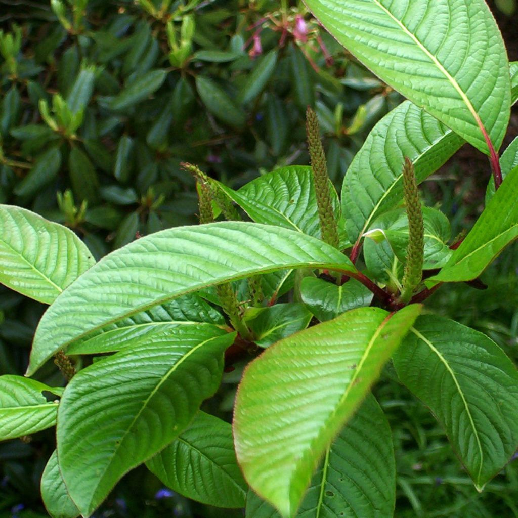 Salix moupinensis 