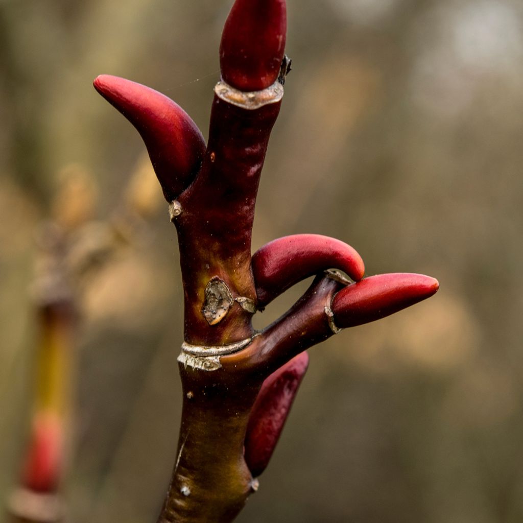 Salix moupinensis 