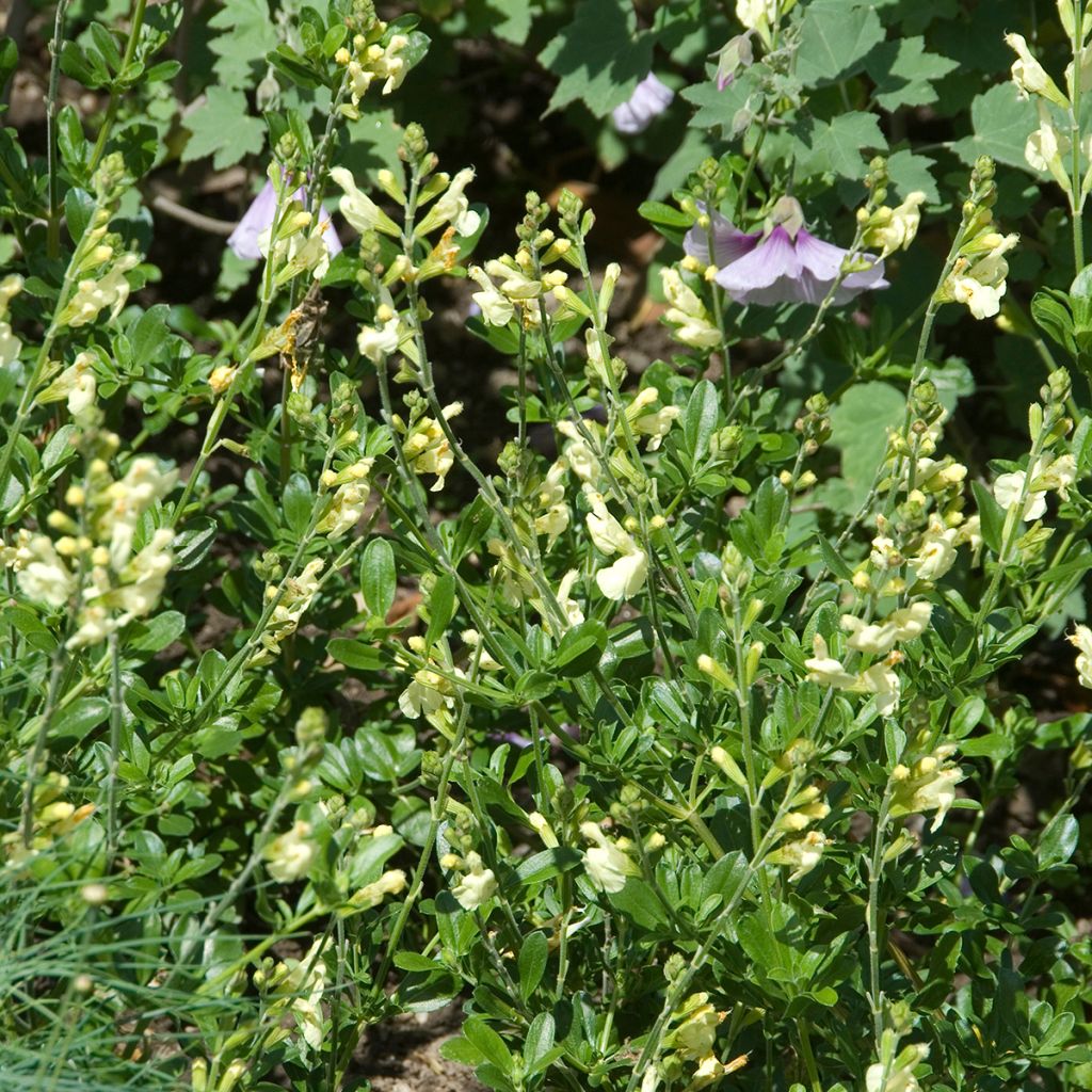 Salvia greggii Sungold (Devon Cream)