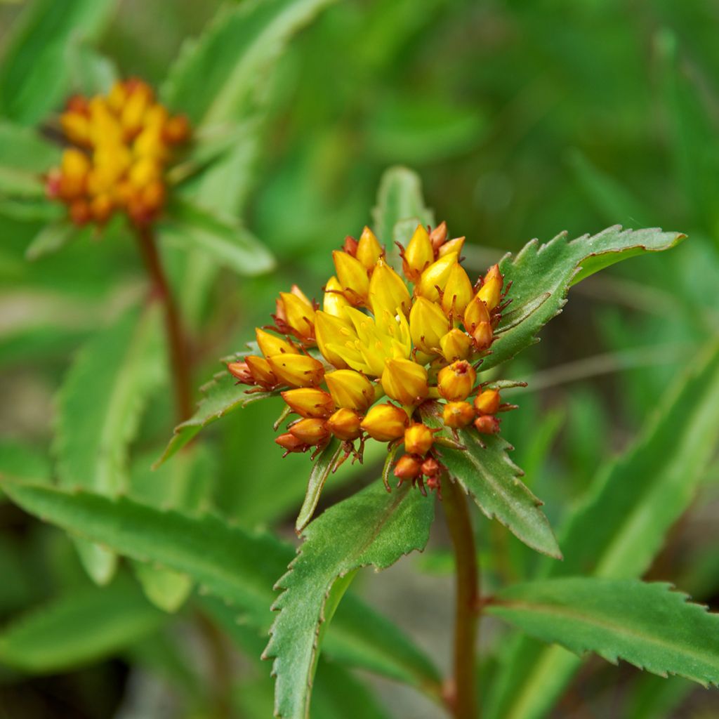 Sedum aizoon 