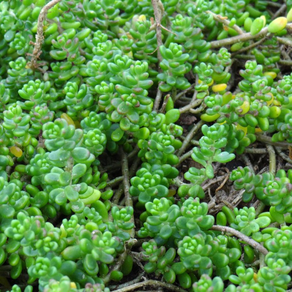 Sedum divergens 