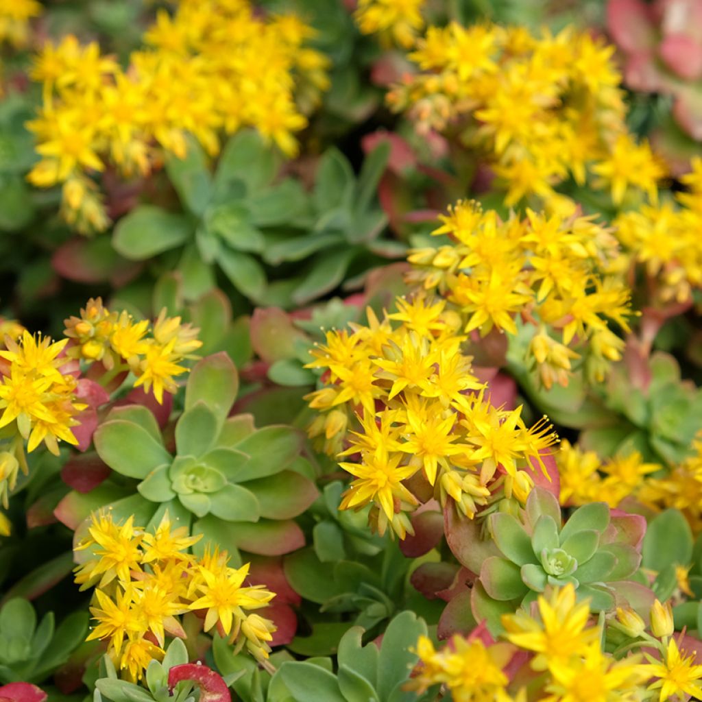 Sedum palmeri 